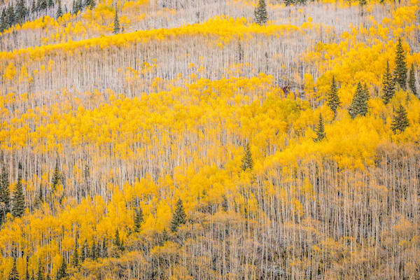 The Divide – Colorado Aspens and Pine Trees in Autumn