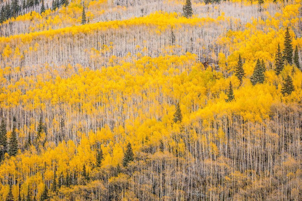 The Divide – Colorado Aspens and Pine Trees in Autumn