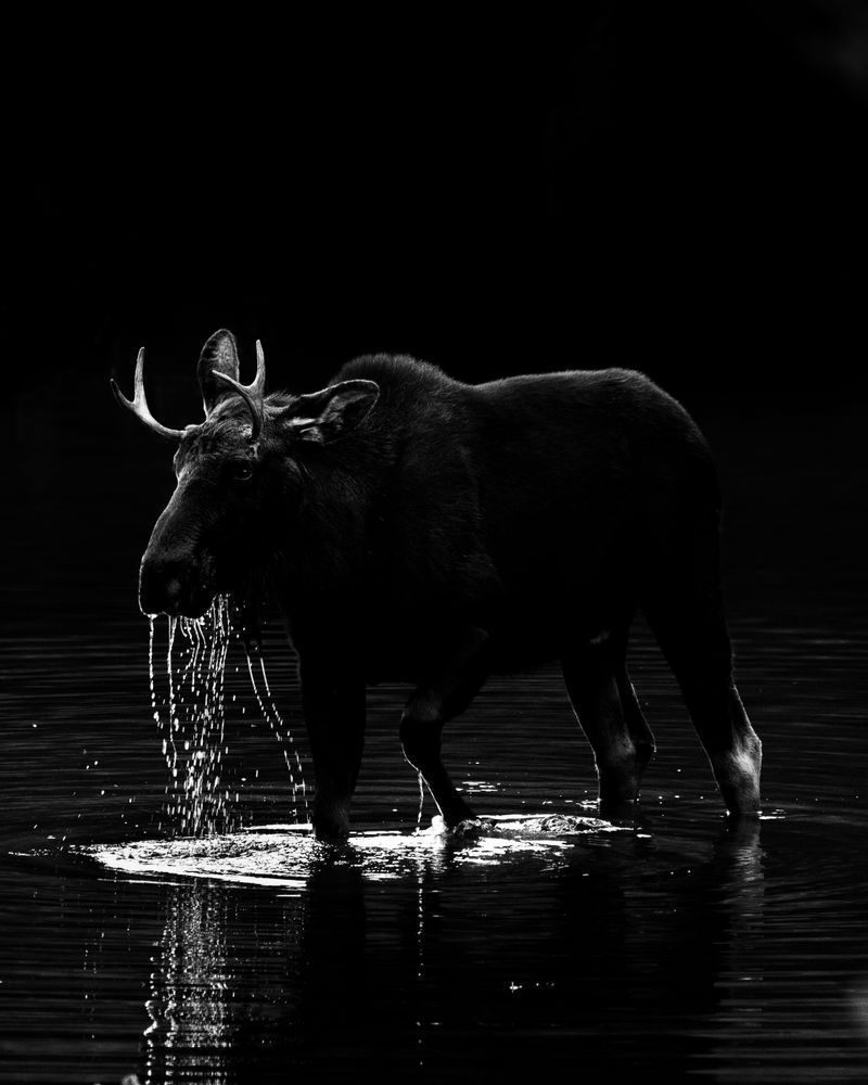 A dramatic black-and-white wildlife photo of a moose in Maroon Lake, captured in the stillness of early morning light. Fine art Colorado wildlife photography by Tamara Susa.