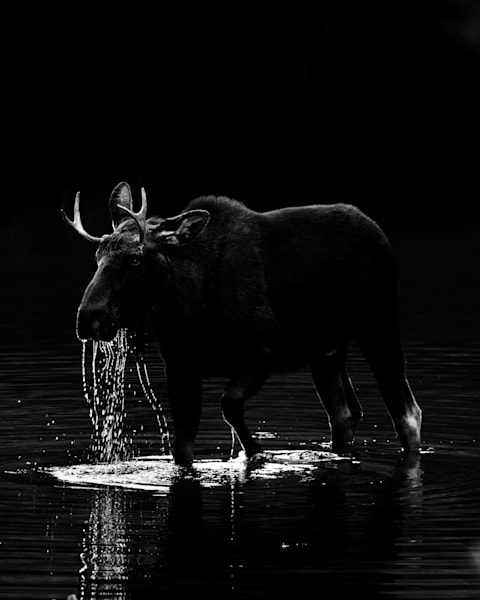 A dramatic black-and-white wildlife photo of a moose in Maroon Lake, captured in the stillness of early morning light. Fine art Colorado wildlife photography by Tamara Susa.