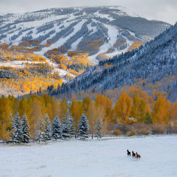Running Wild Photography Art | Tamara Susa Photography