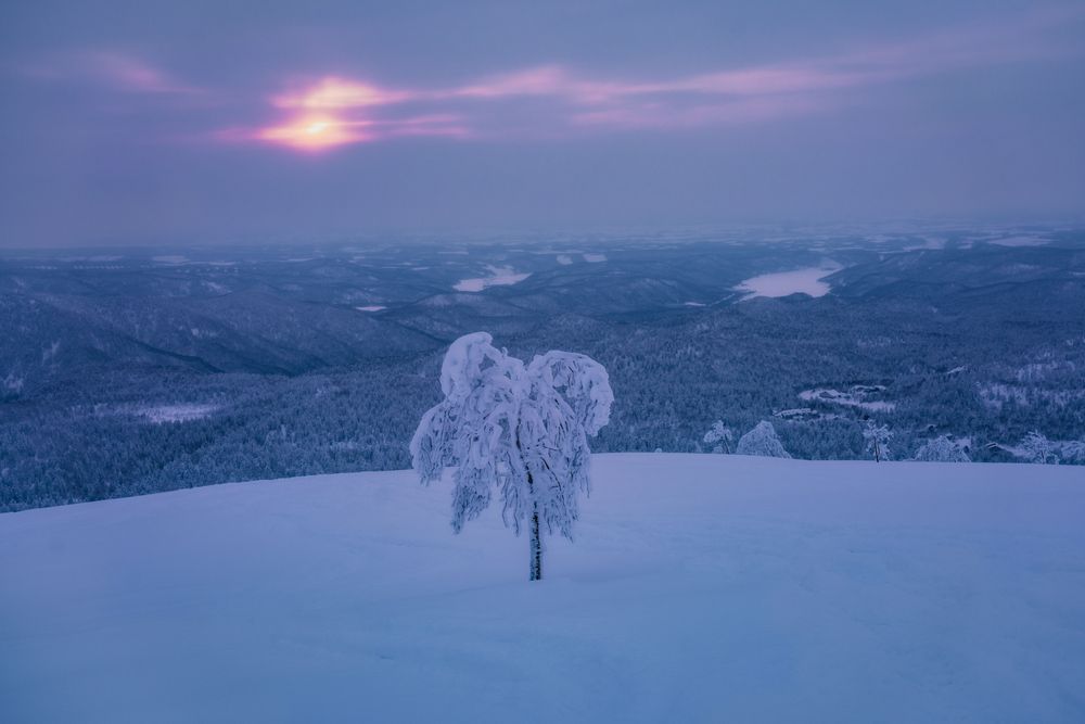 Lone Tree Photography Art | Tamara Susa Photography