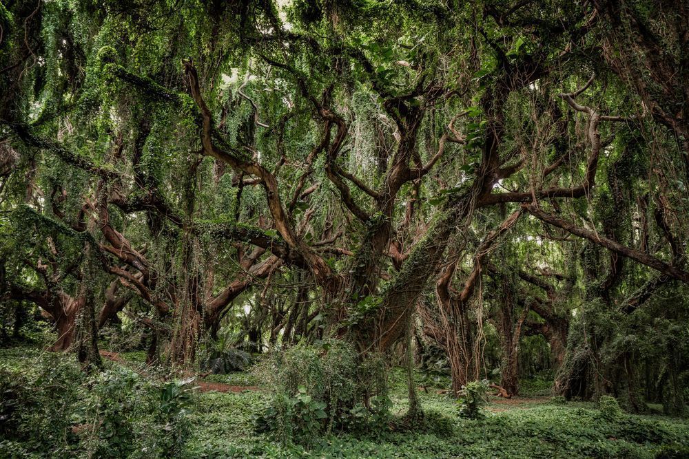 Hawaiian Jungle Photography Art | Tamara Susa Photography