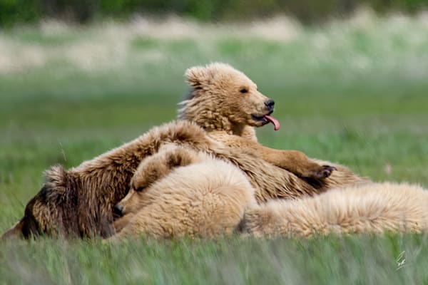 Alaskan Beauty