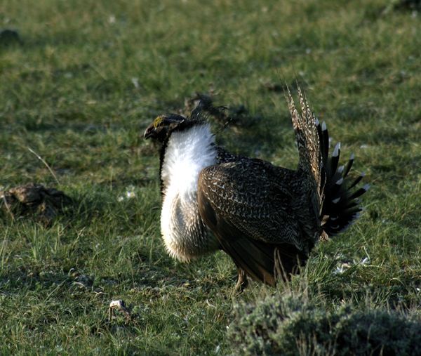 Wildlife