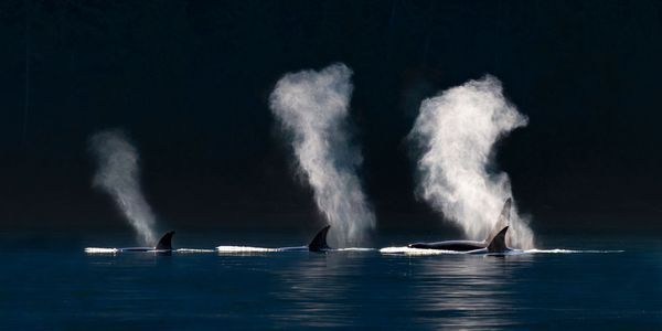 Orca Pod [Award Winner!] Photography Art | Kevin Talbot Photography