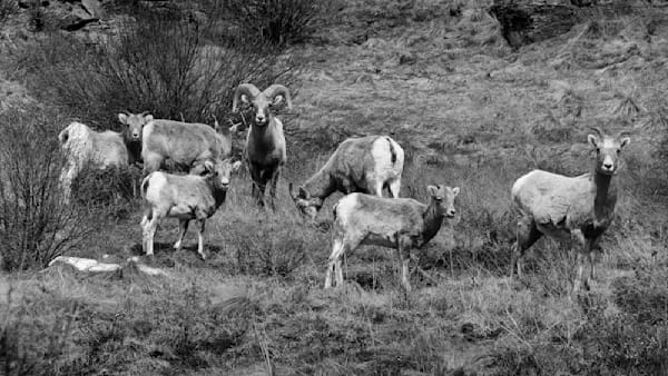 Wildlife