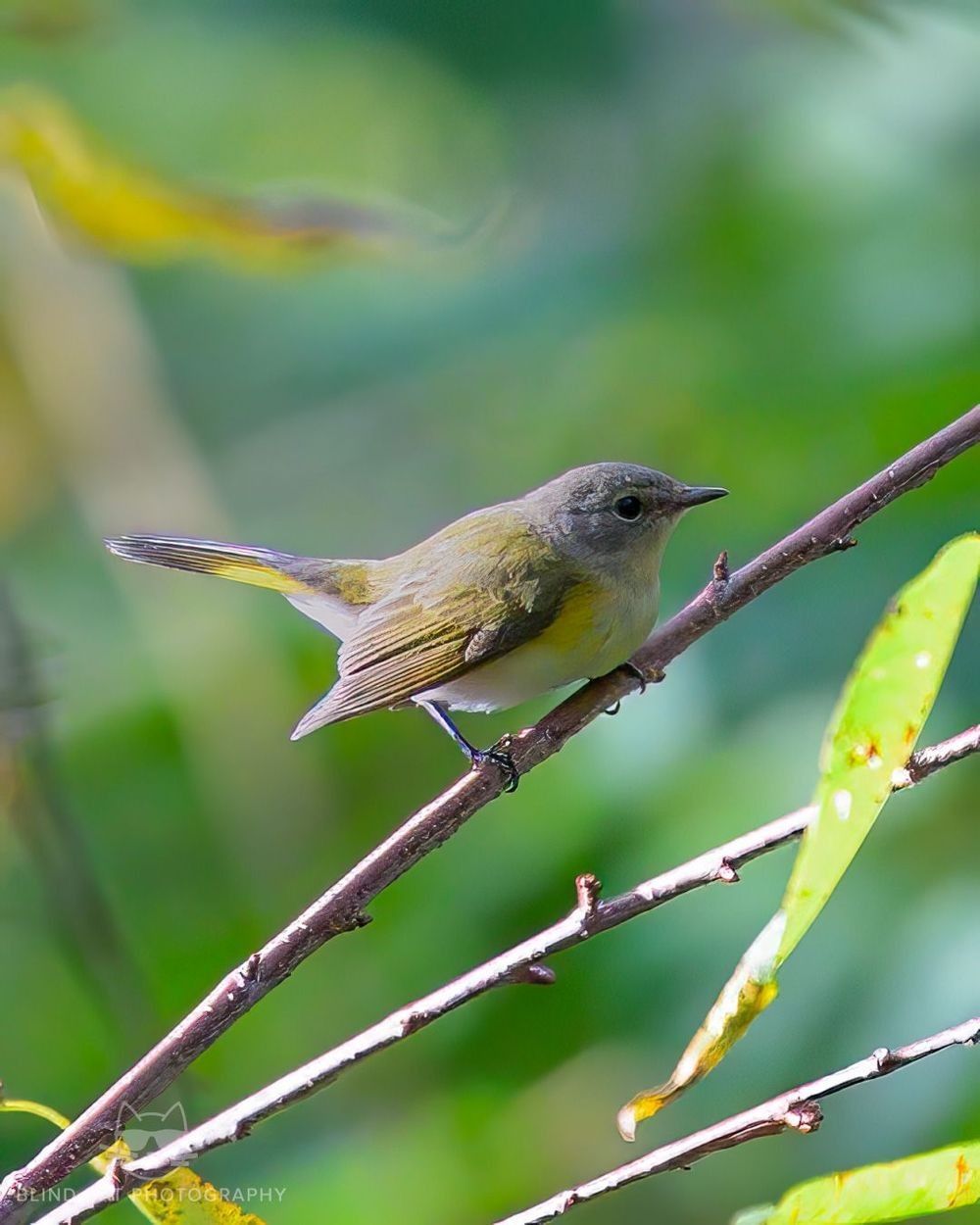 American_Redstart_Junction_Overlook_Blue_Ridge_Parkway_NC