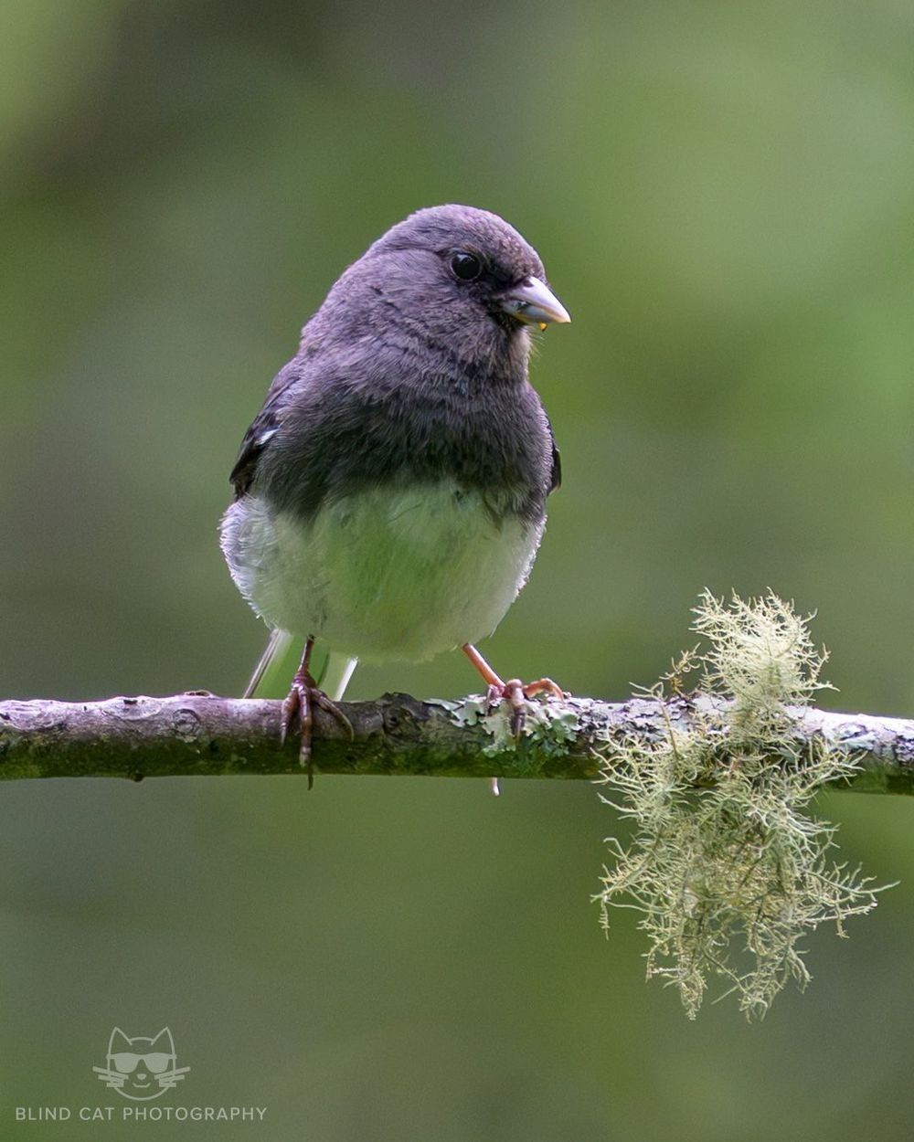 Dark-eyed Junco, Blue Ridge Parkway, NC