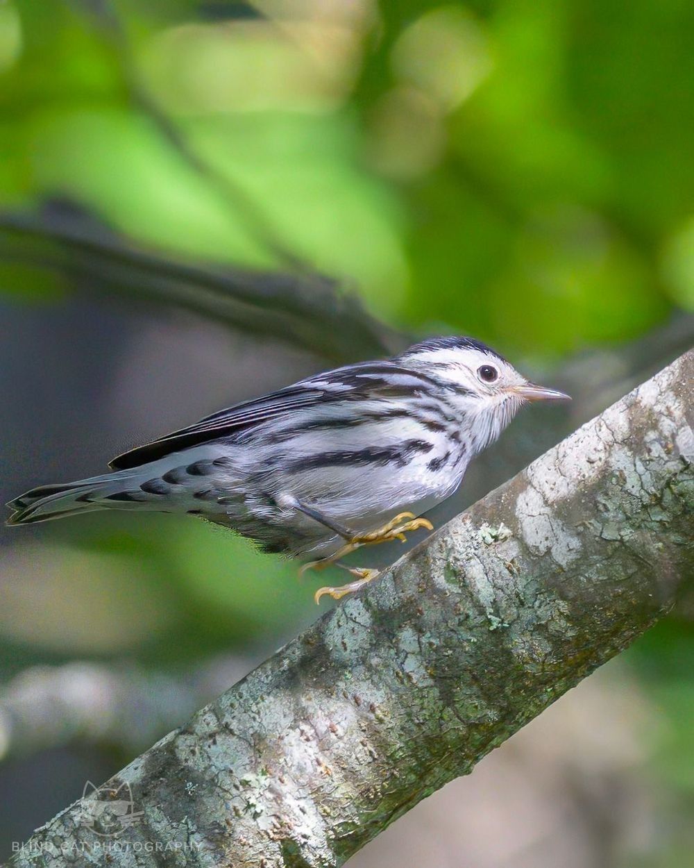 Black-and_White_Warbler_Ridge_Junction_Overlook_Blue_Ridge_Parkway_NC