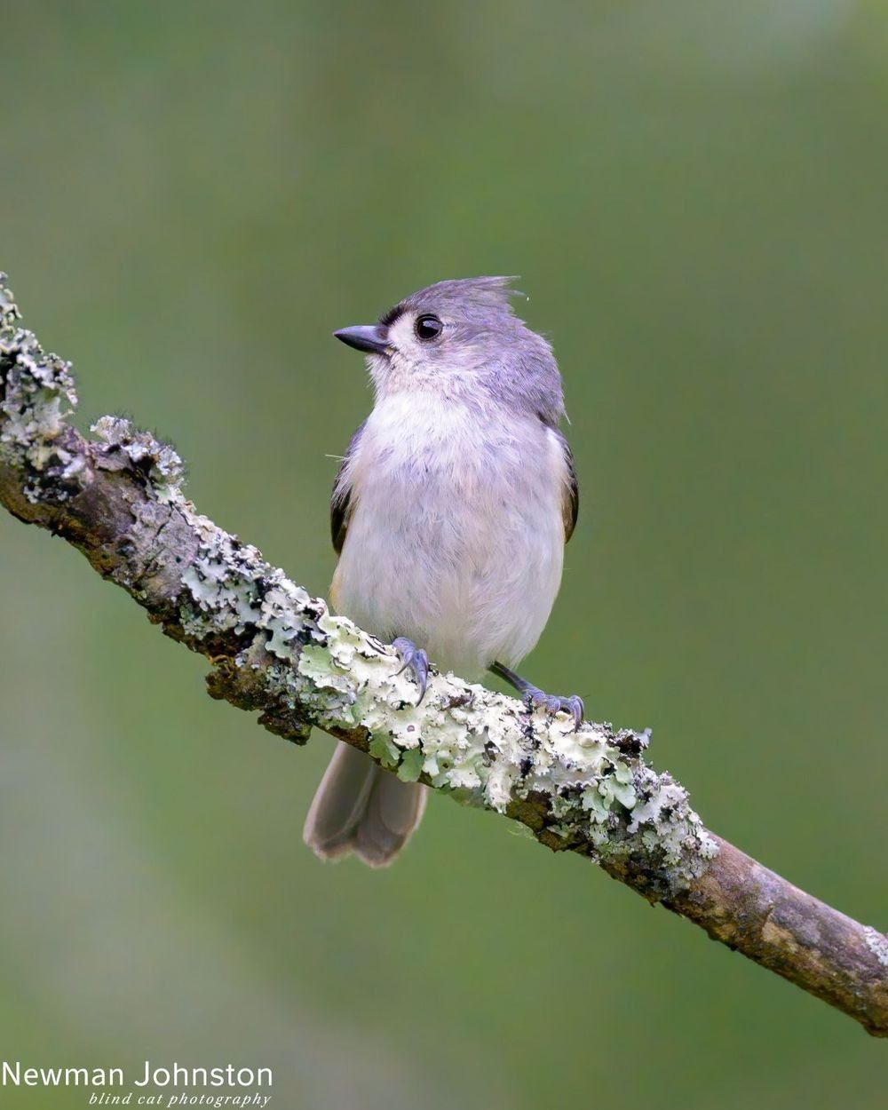 Carolina Chickadee Image 3