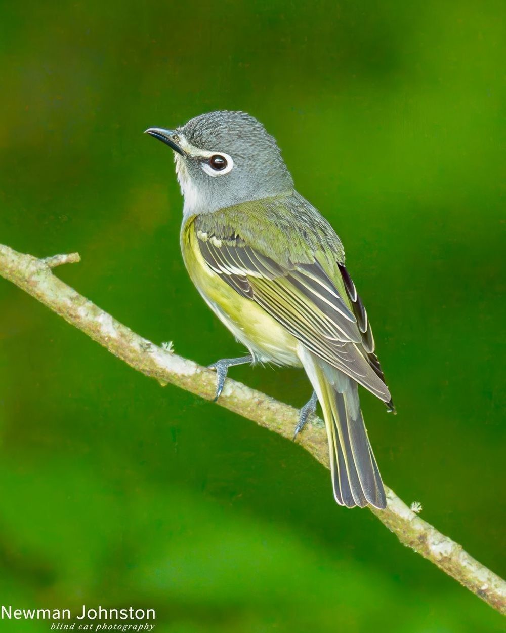 Blue-headed Vireo, Blue Ridge Parkway, NC