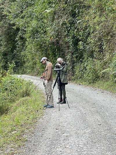 Roadside birding, Old Nono Road, Tandayapa, Ecuador, many surprises including the Cock-of-the-Rock
