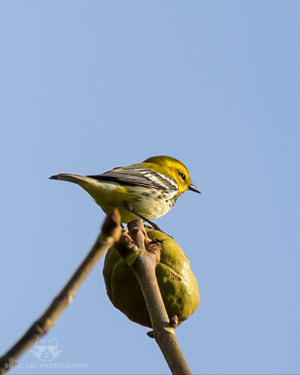Black-throated_Green_Warbler_Ridge_Junction_Overlook_Blue_Ridge_Parkway_NC
