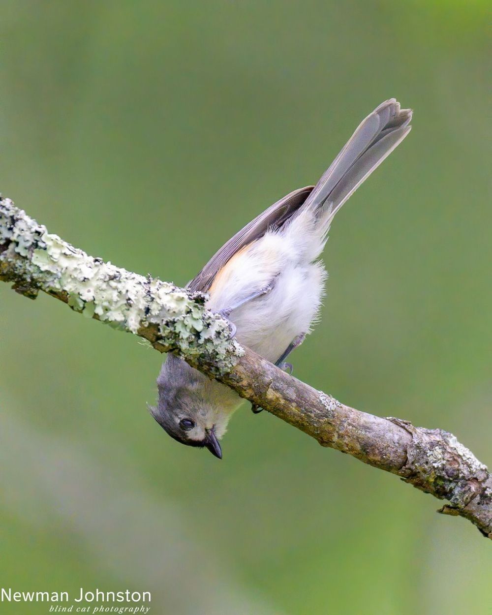 Carolina Chickadee Image 1