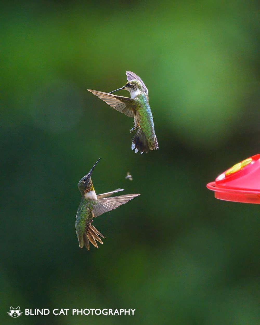Ruby-throated Hummingbirds in a dispute over a food source