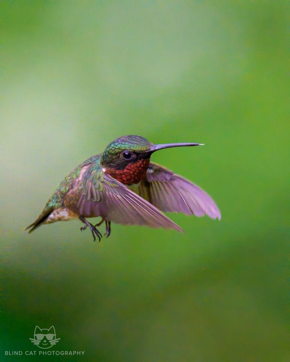 Rudy-throated Hummingbird, Western North Carolina
