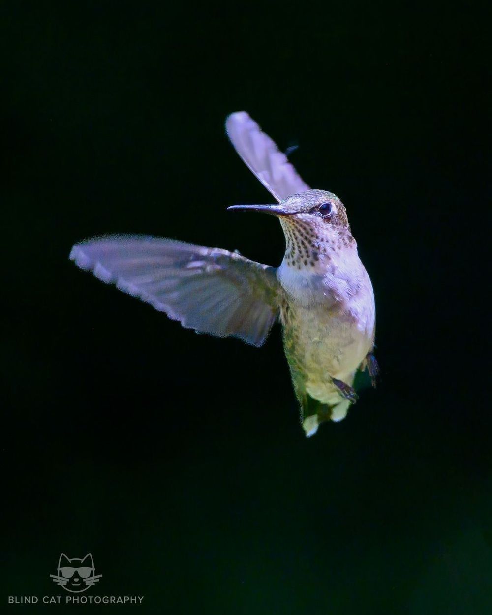 Ruby-throated_Hummingbird_in_Flight