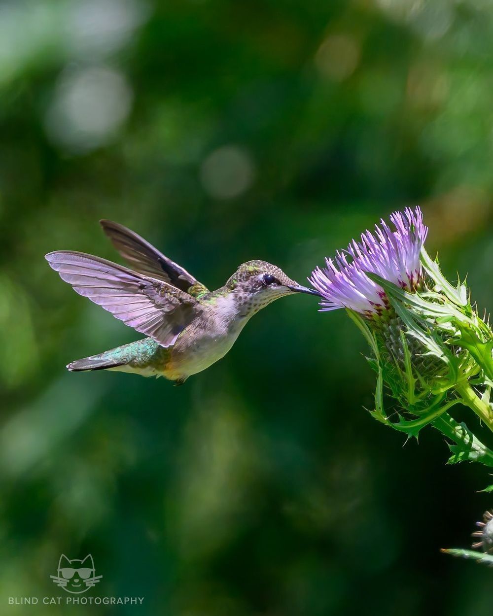 Ruby-throated_Hummingbird_on_Wild_Bergamot