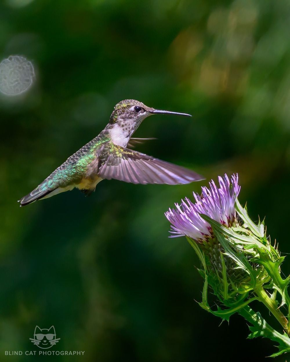 Ruby-throated_Hummingbird_on_Wild_Bergamot