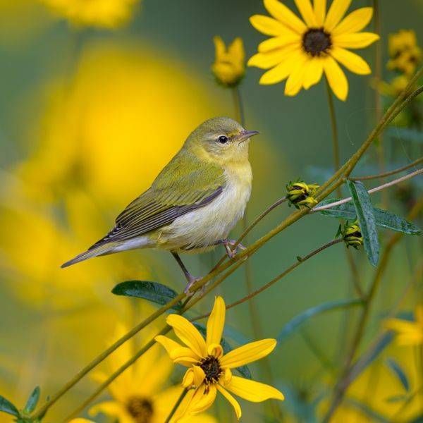Tennessee Warbler Fall Migration | Franklin NC