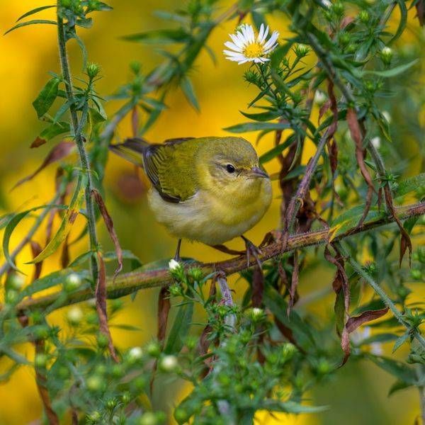 Tennessee Warbler Fall Migration | Franklin NC