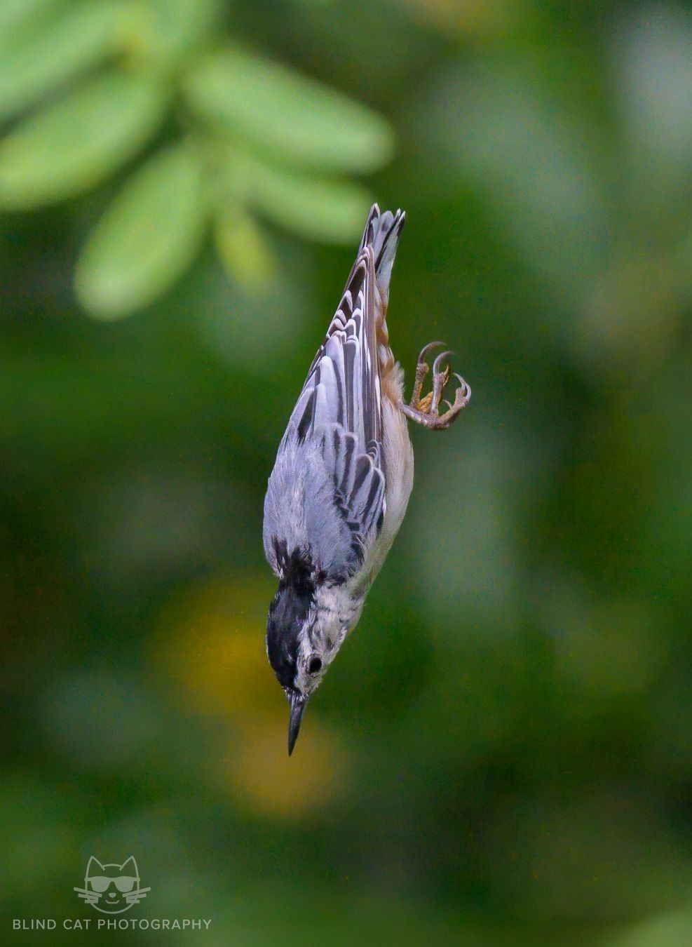 White-breasted Nuthatch in Western North Carolina: Habitat, Foraging Behavior, and Range