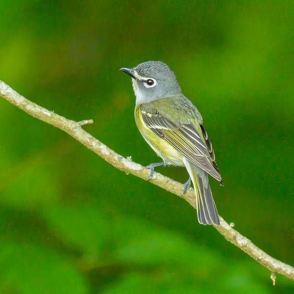 Blue-headed Vireo on the Blue Ridge Parkway | Blind Cat Photography