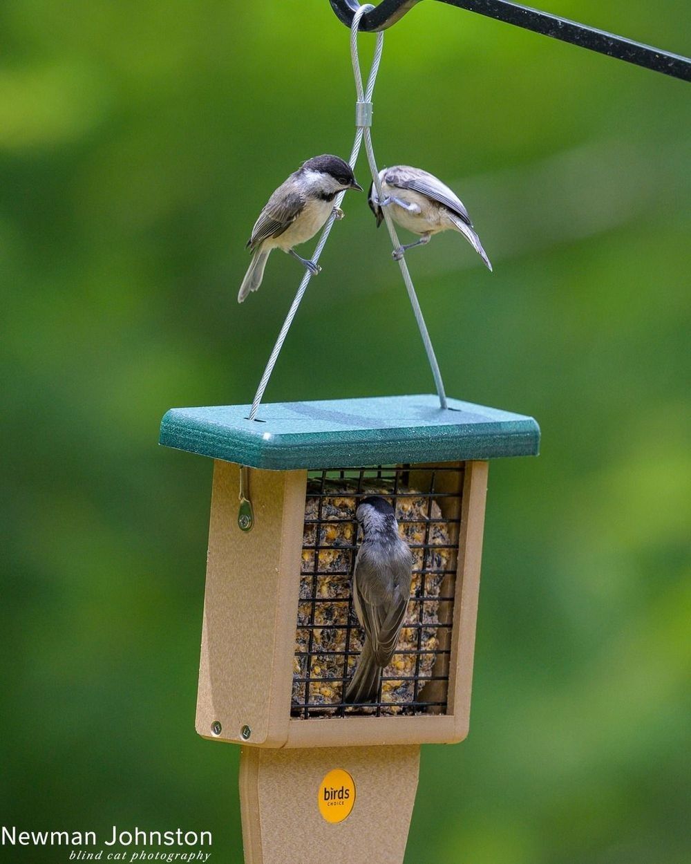 Carolina Chickadee Image 1
