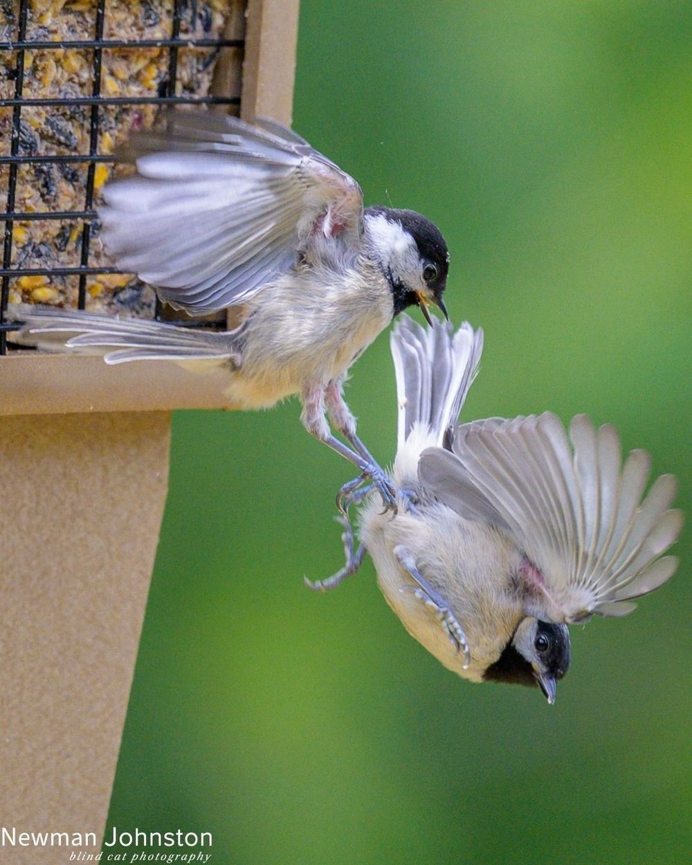 Carolina Chickadee Image 3