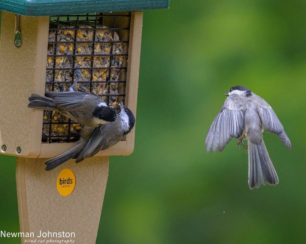 Carolina Chickadee Image 2