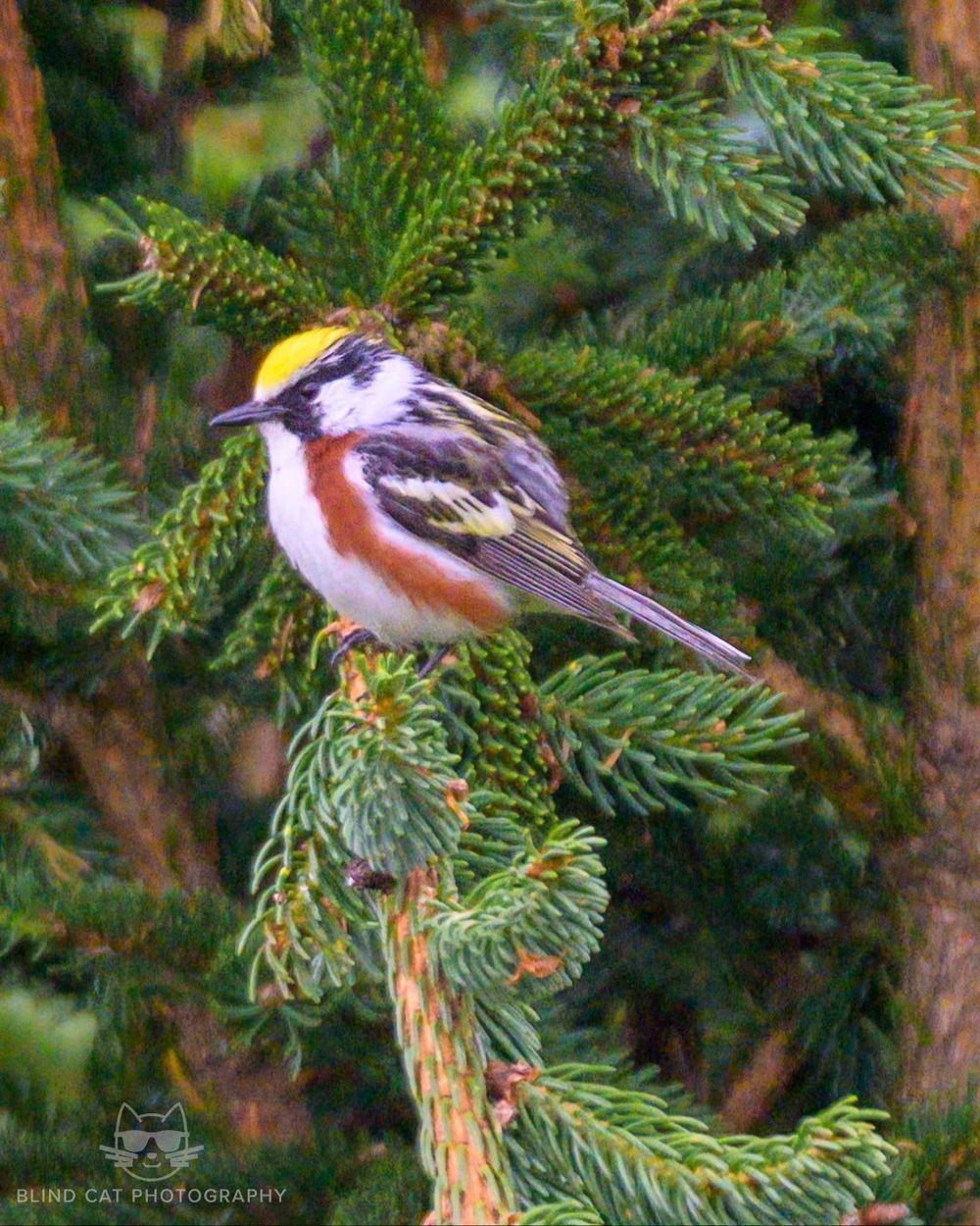 Chestnut-sided Warbler Western North Carolina | Blue Ridge Parkway Field Notes
