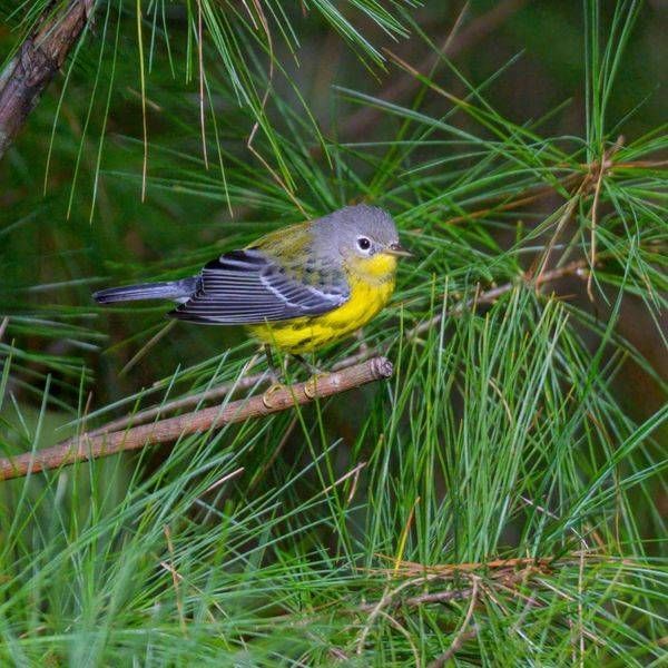 Magnolia Warbler Fall Migration | Franklin NC