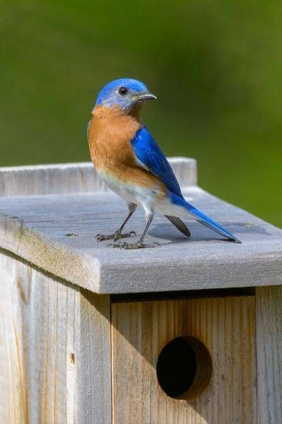 Eastern Bluebird Inspecting Nest Box | Franklin NC