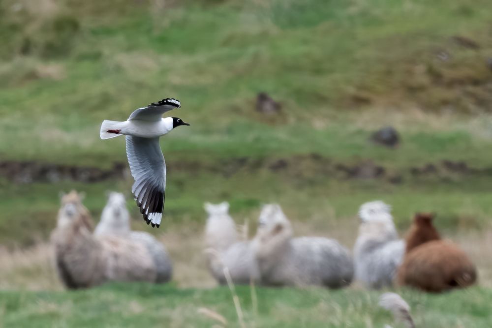 Andean Gull Flying in Cajas National Park | Ecuador Andes
