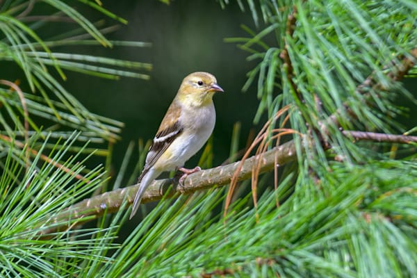 American Goldfinch in White Pine | Franklin NC