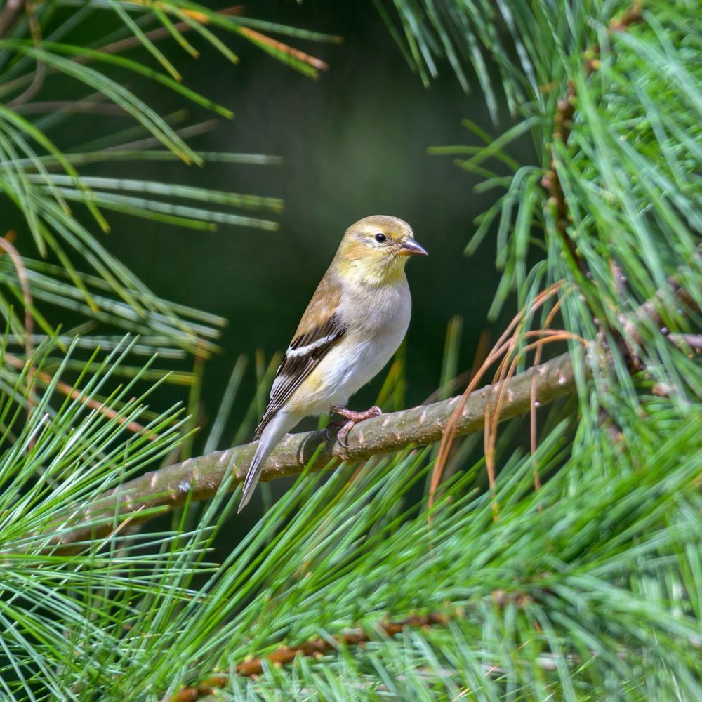 American Goldfinch in White Pine | Franklin NC
