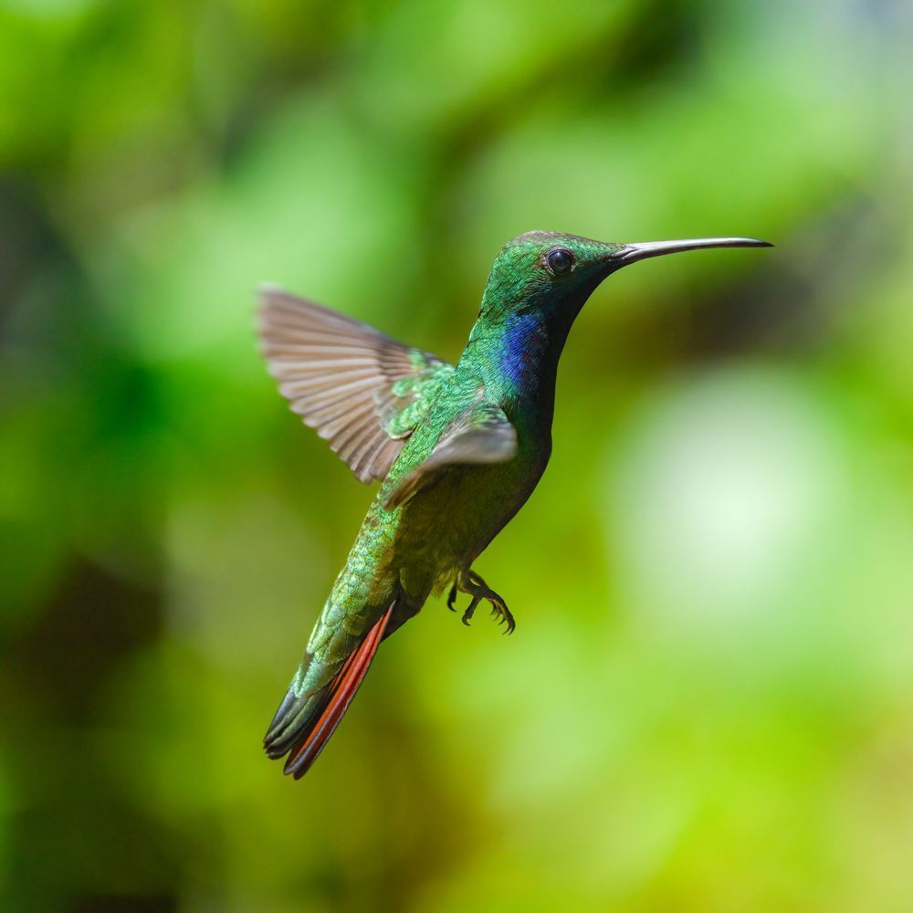 Black‑throated Mango Hovering | Iguazú Argentina Hummingbird