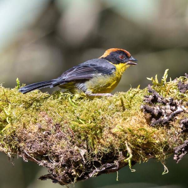 Yellow-breasted Brushfinch in Cloud Forest | Ecuador