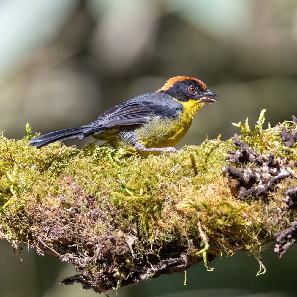 Yellow-breasted Brushfinch in Cloud Forest | Ecuador