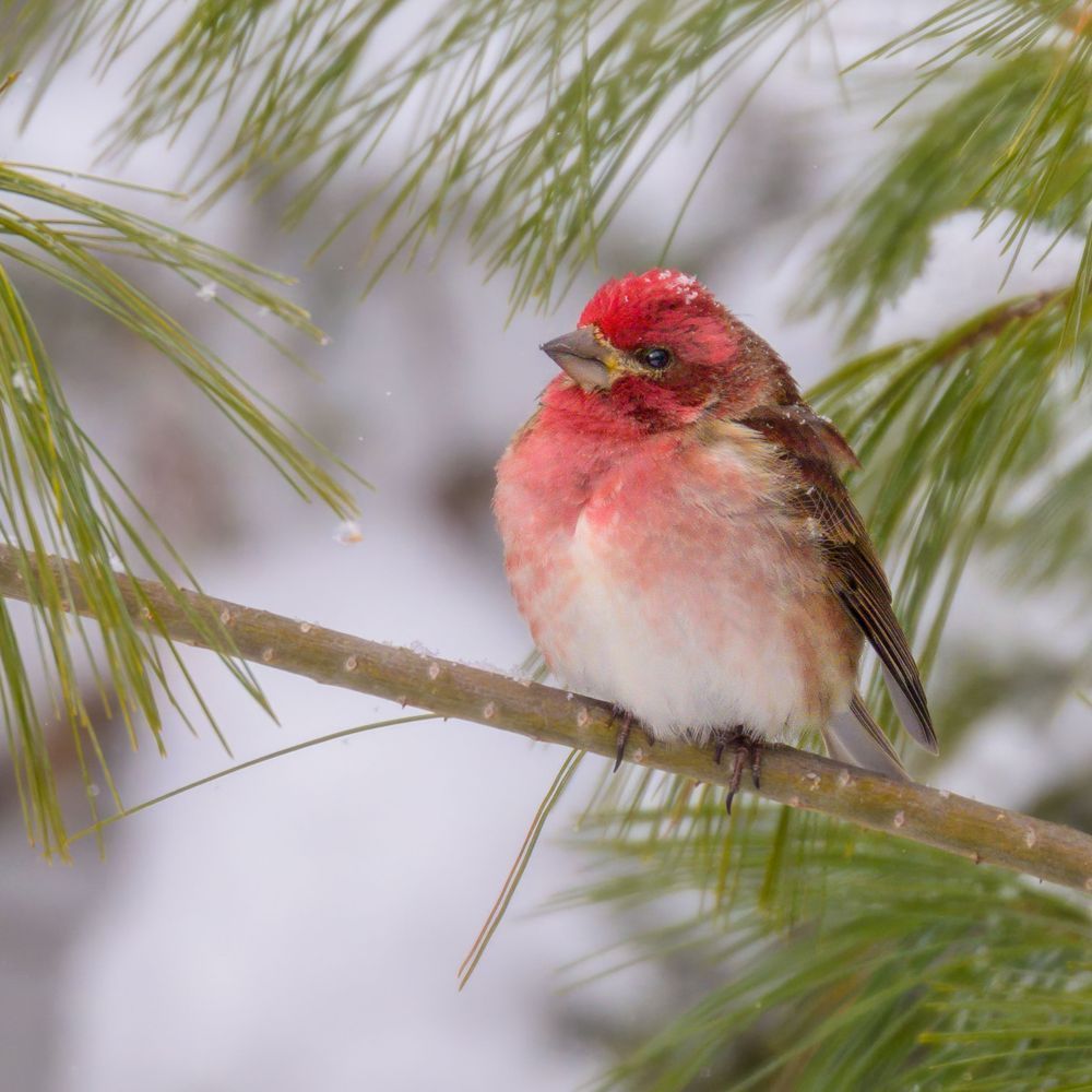 Purple Finch Snowstorm Perch | Franklin NC