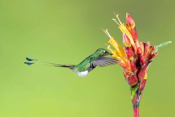 Booted Racket-tail Hummingbird