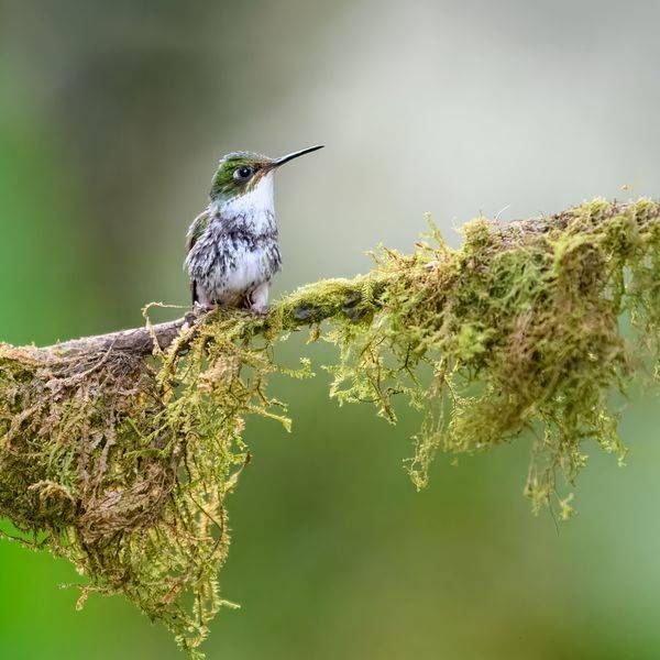 Booted Racket-tail Hummingbird – Female | Fine Art Print