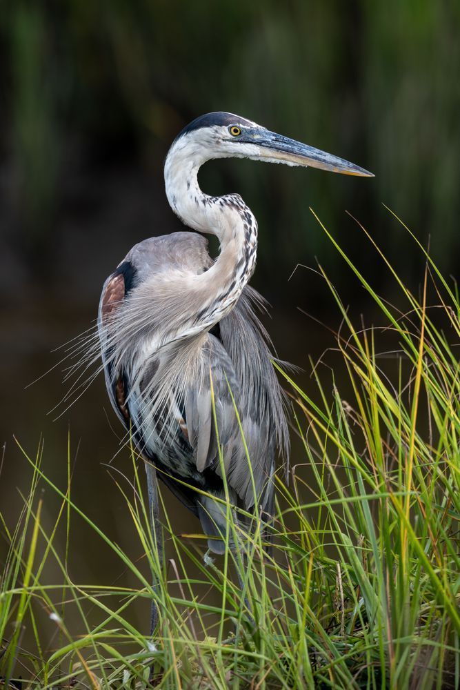 Great Blue Heron, Portrait