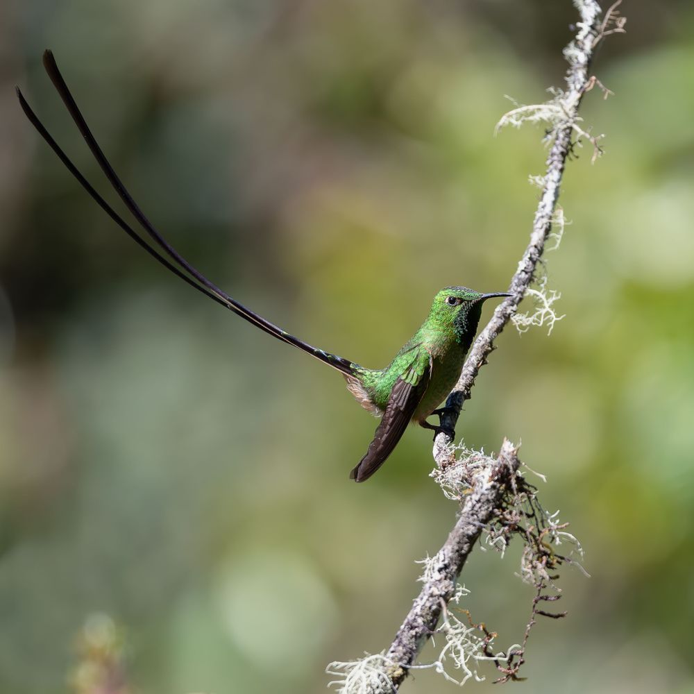 Black-tailed Trainbearer Hummingbird