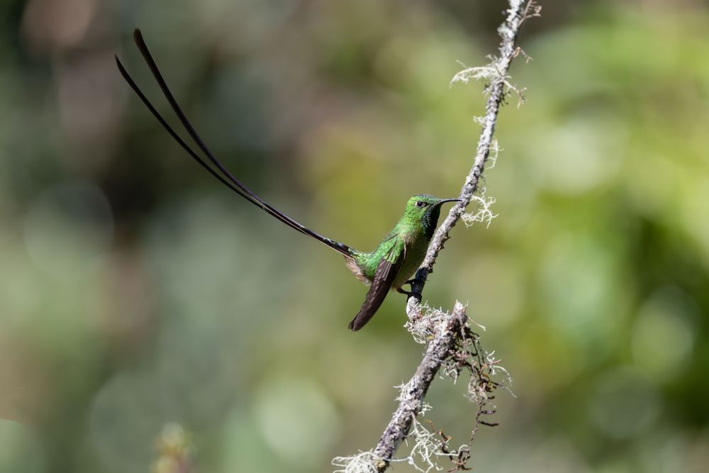 Black-tailed Trainbearer Hummingbird