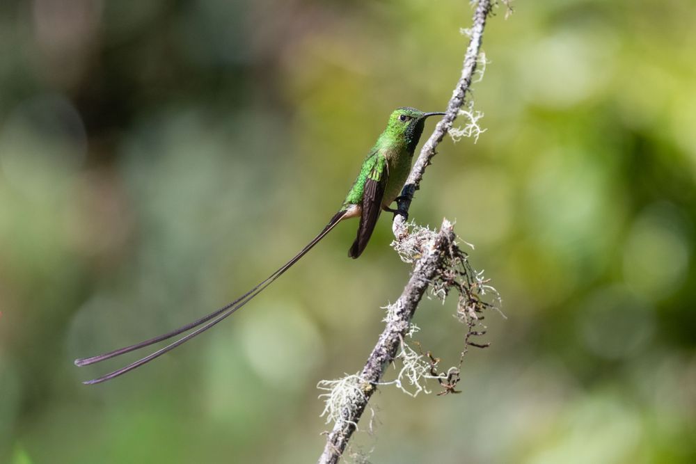 Black-tailed Trainbearer Hummingbird Print | Ecuador Bird Art