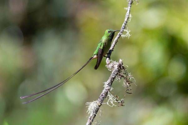 Black-tailed Trainbearer Hummingbird Print | Ecuador Bird Art