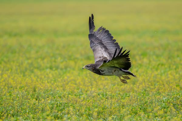 Black-chested Buzzard-Eagle