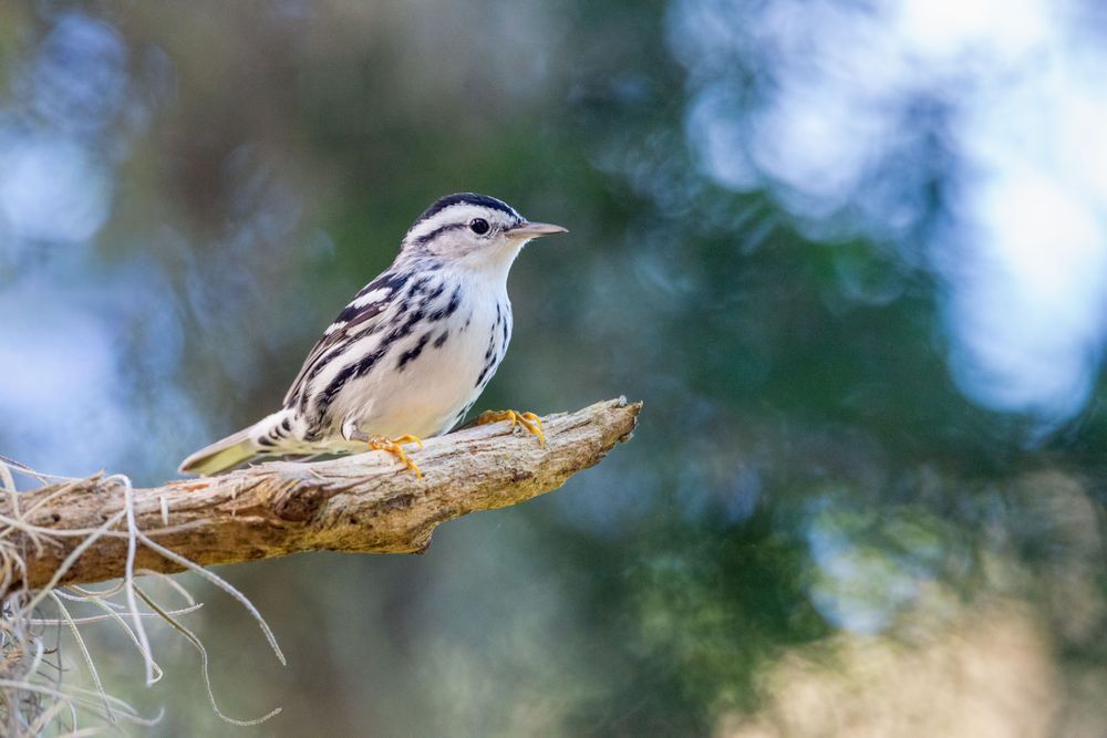 Black-and-White Warbler Print – Amelia Island Bird Art